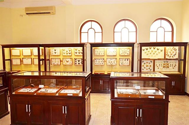 Insect specimen gallery