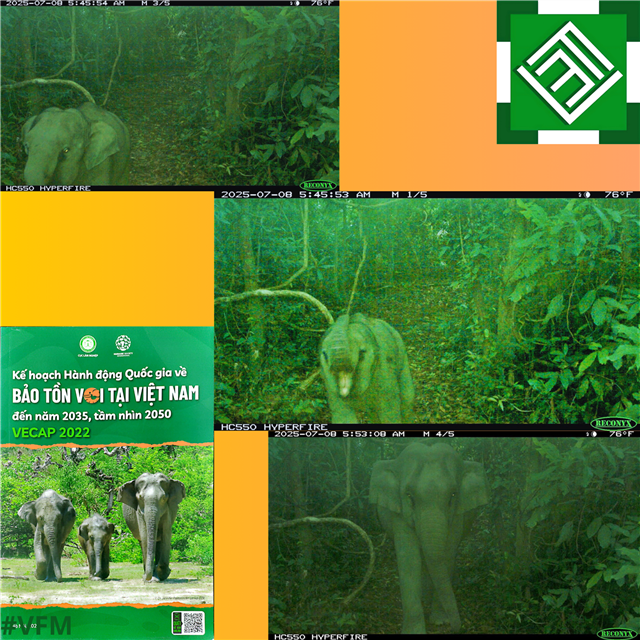 Bảo tồn voi - Bảo vệ sự đa dạng sinh học của hành tinh