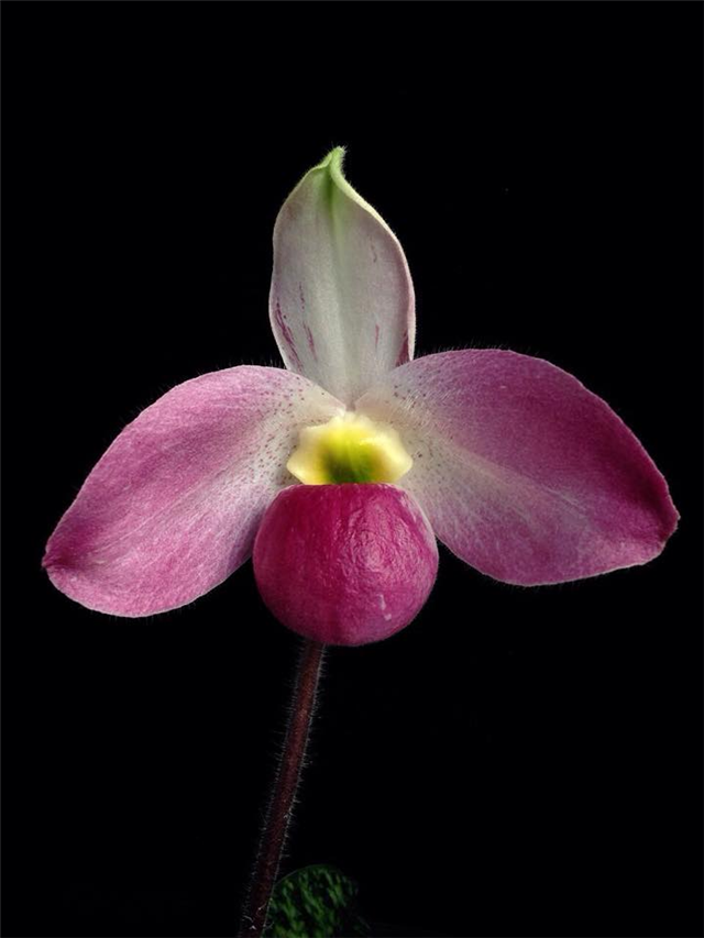 Vietnam Lady’s Slipper Orchid – The “Queen” Withering on limestones