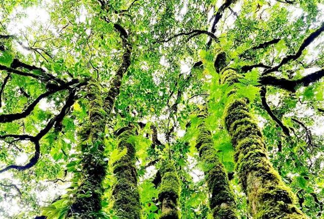 Tam Đường – Where the Forest nurtures the Dream of Sustainable Tourism