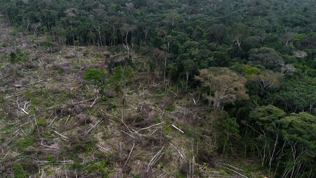 Red Alert: Over 1/3 of the Worlds Plant Species Face Extinction